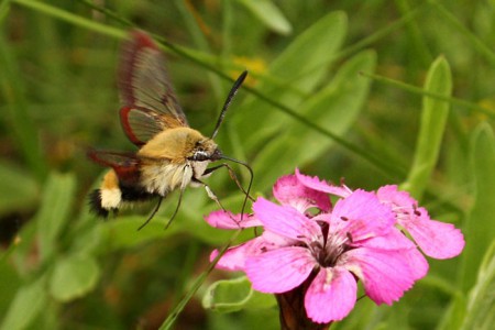 hemaris fuciformis